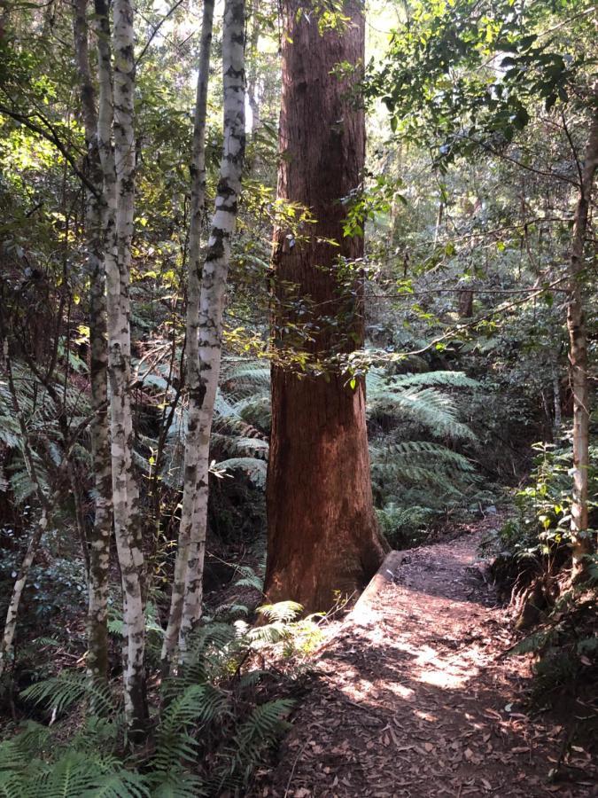 Twin Falls Bush Cottages Fitzroy Falls المظهر الخارجي الصورة