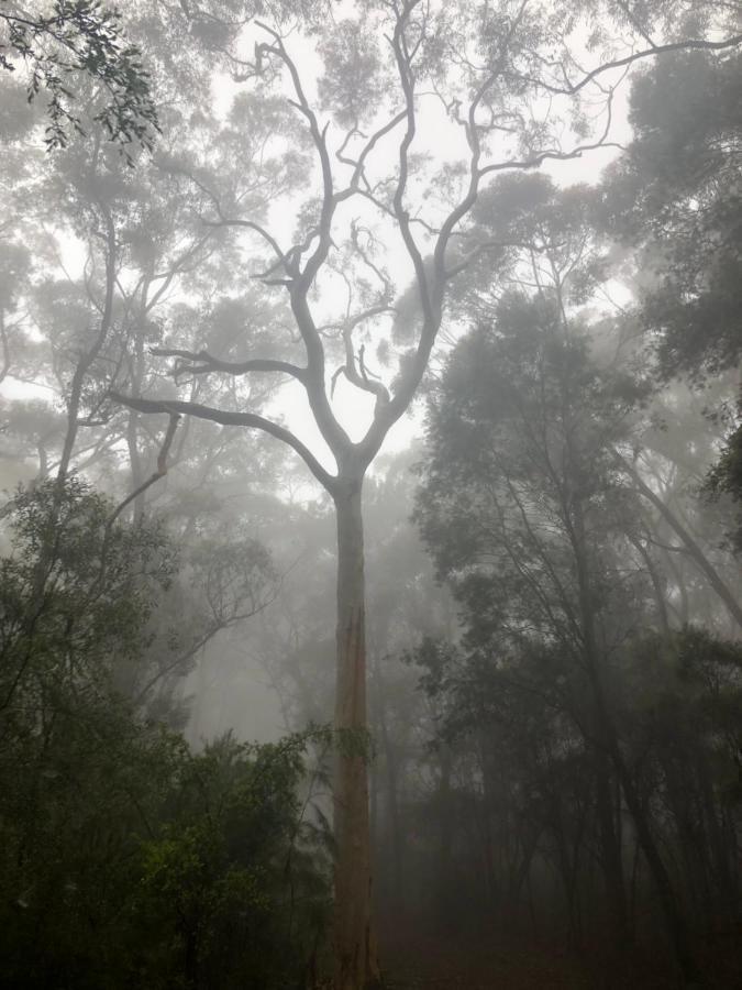 Twin Falls Bush Cottages Fitzroy Falls المظهر الخارجي الصورة